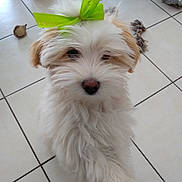 Ozzie participe au concours pour gagner de l'argent avec cette photo : bolonka, canidae, carnivore, chinese_imperial_dog, companion_dog, coton_de_tulear, dog, dog_breed, havanese, kyi_leo, maltepoo, maltese, mammal, puppy, rare_breed_dog, schnoodle, sporting_lucas_terrier, toy_dog, vertebrate, west_highland_white_terrier