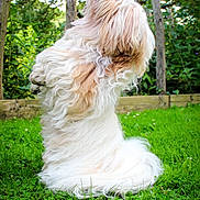 Ozzie participe au concours pour gagner de l'argent avec cette photo : animal, canine, curious, cute, daylight, dog, fluffy, fur, garden, grass, green_grass, long_hair, looking_up, nature, outdoor, pet, playful, sitting, small_dog, wooden_posts