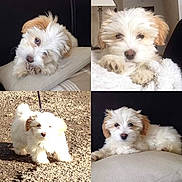 Ozzie a rejoint le concours — aidez-le/la à gagner de superbes lots ! bolonka, canidae, carnivore, companion_dog, coton_de_tulear, dog, dog_breed, havanese, kyi_leo, lowchen, mal_shi, maltepoo, maltese, mammal, puppy, puppy_love, shih_tzu, skin, vertebrate, west_highland_white_terrier