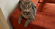 Finneas is registered to the contest to win money with this photo: animal, carpet, cat, collar, corner, couch, cozy, curious, domestic, furniture, home, indoor, looking_at_camera, orange_couch, pet, relaxed, resting, striped_fur, tabby_cat, wall