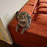 Finneas is registered to the contest to win money with this photo: cat, tabby_cat, couch, orange_couch, furniture, indoor, pet, animal, striped_fur, relaxed, looking_at_camera, corner, home, cozy, domestic, wall, carpet, collar, curious, resting
