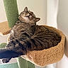 Finneas is registered to the contest to win money with this photo: cat, tabby, sleeping, cozy, cat_tree, furniture, indoor, pet, relaxed, closeup, feline, whiskers, fur, animal, resting, comfortable, household, cute, domestic_cat, cat_bed