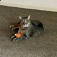 Finneas joined the competition — help win amazing prizes! cat, tabby, carpet, indoor, pet, animal, fur, toy, plush, claw, whisker, resting, cute, domestic, mammal, feline, looking, playful, claws, ears