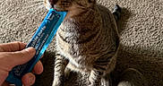 Finneas joined the competition — help win amazing prizes! cat, tabby_cat, pet, indoor, carpet, treat, human_hand, footwear, sock, crocs, brown, striped, feline, whiskers, ears, mouth, sitting, food, snack, animal