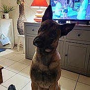 Tyson a rejoint le concours — aidez-le/la à gagner de superbes lots ! brown_dog, cabinet, cozy, curious, dog, ears, furniture, head_tilt, home, indoor, lamp, living_room, person_feet, pet, plant, relaxed, socks, television, tile_floor, vase