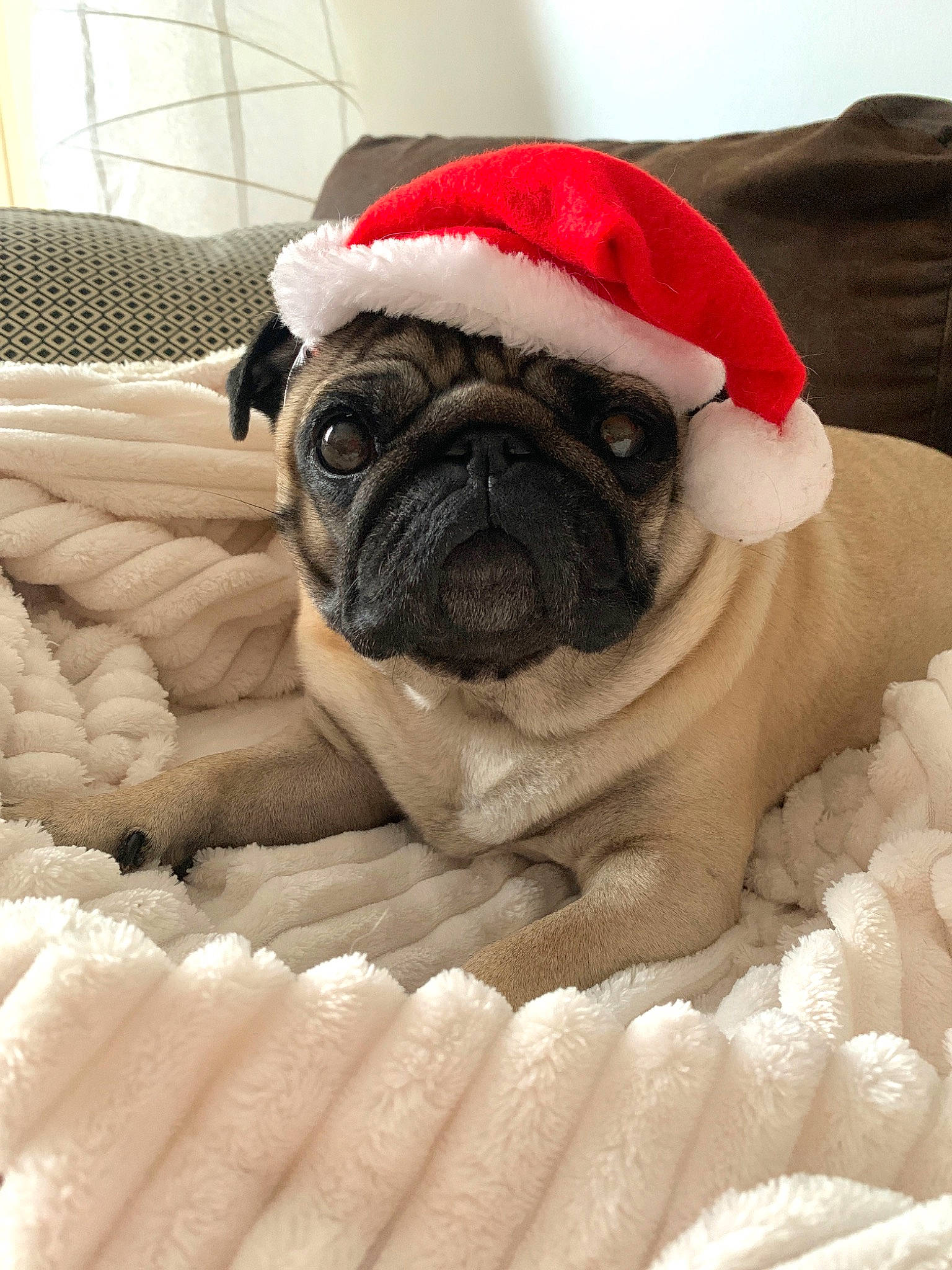 Flappy participe au concours pour gagner de l'argent avec cette photo : canidae, carnivore, christmas, companion_dog, dog, dog_breed, dog_clothes, fawn, fictional_character, fur, linens, mammal, non_sporting_group, pug, puppy, skin, snout, sporting_group, toy_dog, wrinkle