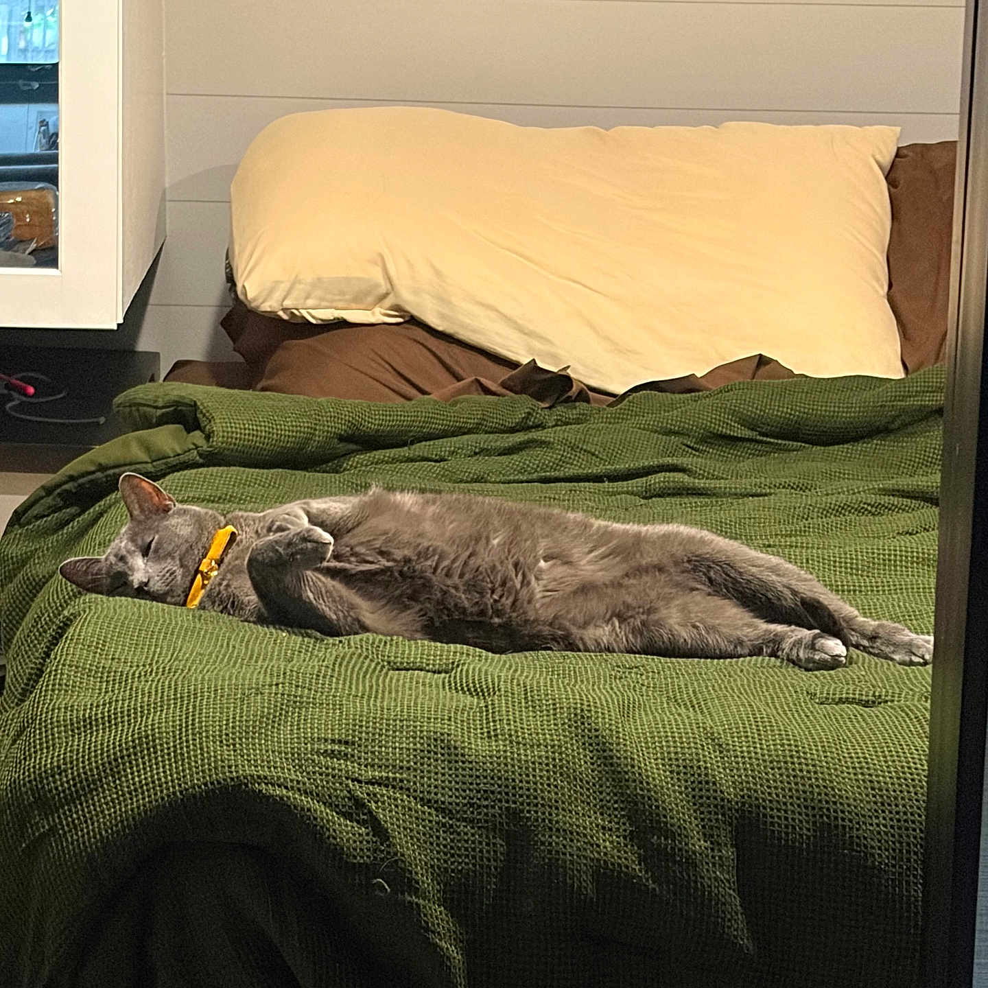 Merlin is registered to the contest to win money with this photo: cat, gray_cat, sleeping, relaxed, lying_down, stretched_out, pet, animal, bed, bedroom, green_blanket, pillow, cozy, indoor, home, resting, collar, domestic_cat, furniture, warm_lighting