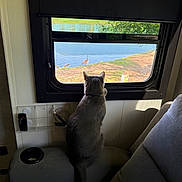 Merlin joined the competition — help win amazing prizes! cat, gray_cat, pet, animal, sitting, window, outdoor_view, countryside, birds, travel, vehicle_interior, seat, couch, tail, ears, back_view, indoor, sunlight, scenic, relaxed