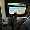 cat, gray_cat, pet, animal, sitting, window, outdoor_view, countryside, birds, travel, vehicle_interior, seat, couch, tail, ears, back_view, indoor, sunlight, scenic, relaxed