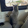 cat, gray_cat, pet, animal, sitting, window, indoor, cushion, seat, tail, ears, back_view, birdwatching, birds, outdoor_view, sunlight, greenery, water, tiles, home