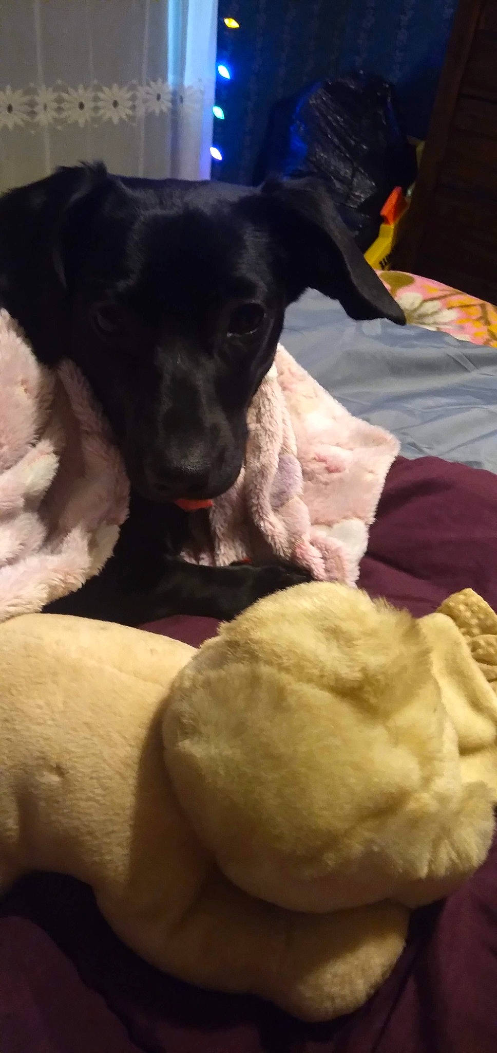 Shadow Marie is registered to the contest to win money with this photo: canidae, carnivore, comfort, companion_dog, couch, dog, dog_breed, ear, fawn, fur, guard_dog, linens, mammal, nap, snout, sporting_group, toy_dog, vertebrate, whiskers, working_animal