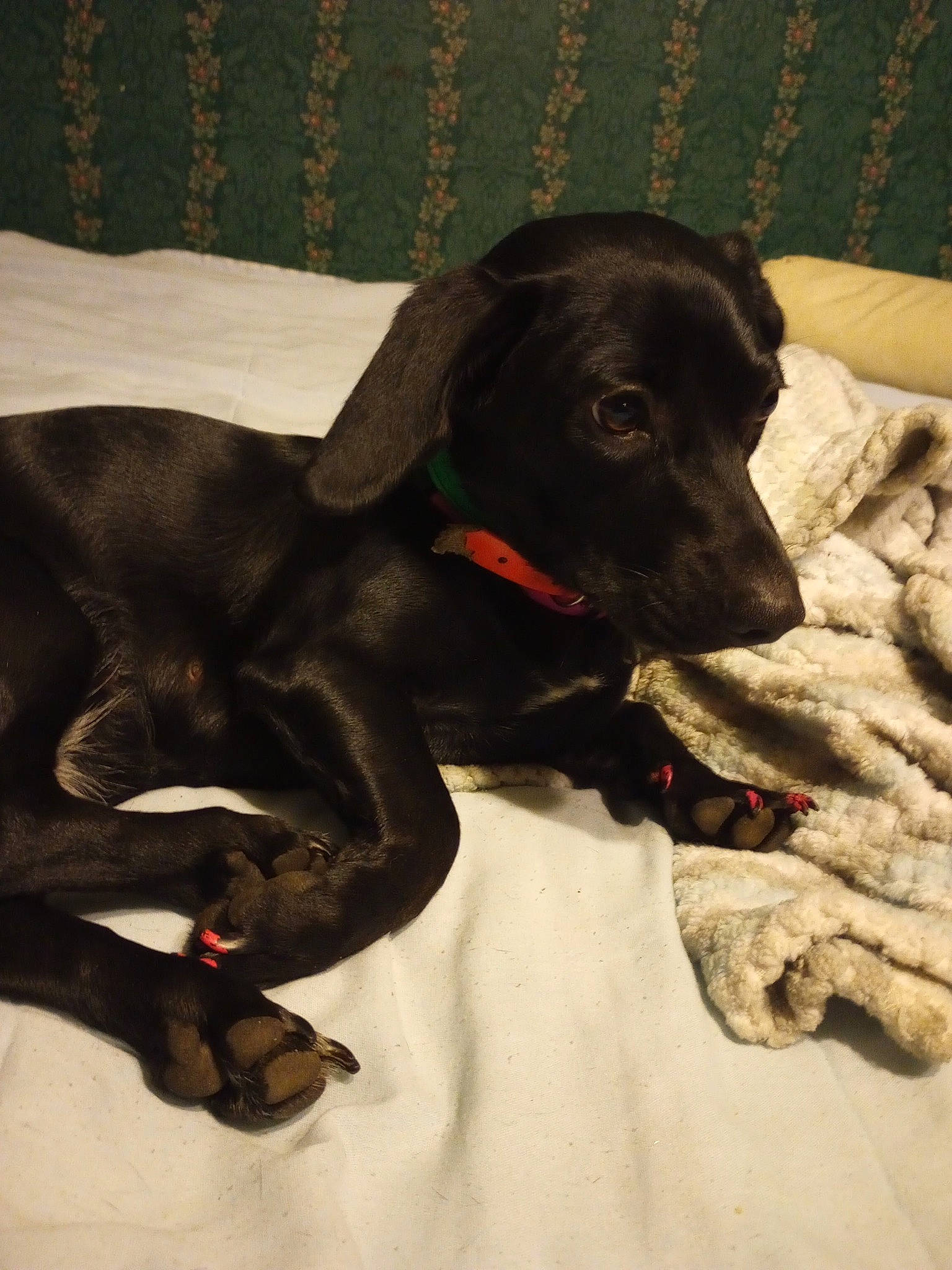 Shadow Marie is registered to the contest to win money with this photo: borador, canidae, carnivore, collar, comfort, companion_dog, dog, dog_breed, dog_collar, fur, gun_dog, hunting_dog, liver, pet_supply, retriever, snout, sporting_group, whiskers, working_animal