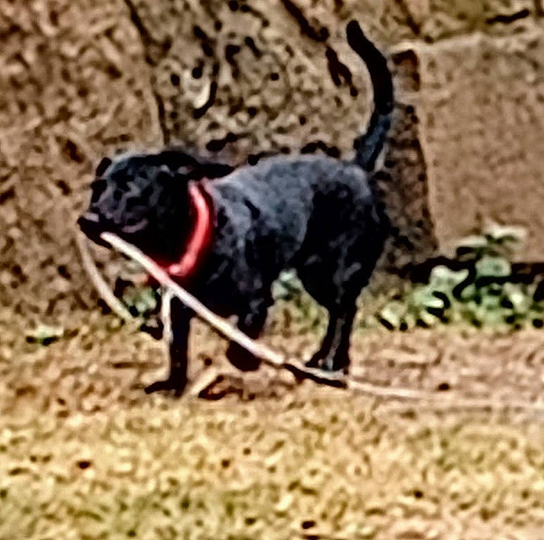 Shadow Marie joined the competition — help win amazing prizes! canidae, carnivore, collar, companion_dog, dog, dog_breed, dog_collar, dog_supply, grass, hunting_dog, paw, pet_supply, plant, snout, soil, sporting_group, tail, terrestrial_animal, working_animal, working_dog