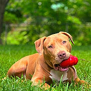 Sasha is registered to the contest to win money with this photo: animal, background_blur, canine, chewing, close_up, dog, ears, grass, greenery, happy, lying_down, nature, outdoor, pet, playful, red_toy, snout, summer, tan_dog, toy