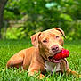 animal, background_blur, canine, chewing, close_up, dog, ears, grass, greenery, happy, lying_down, nature, outdoor, pet, playful, red_toy, snout, summer, tan_dog, toy