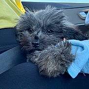 Lucy is registered to the contest to win money with this photo: puppy, dog, black_fur, fluffy, sock, lap, person, car_interior, steering_wheel, clothing, yellow_shirt, black_pants, window, seat, pet, cute, close_up, indoors, soft_texture, resting