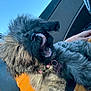 Lucy is registered to the contest to win money with this photo: dog, pet, car_interior, seatbelt, fluffy, black_dog, tongue, collar, tag, person, orange_clothing, pattern, sunlight, window, sky, happy, closeup, furry, lap, indoor