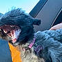 Lucy is registered to the contest to win money with this photo: dog, black_dog, open_mouth, teeth, tongue, fur, pink_collar, dog_tag, car_interior, seatbelt, orange_clothing, person, travel, sunlight, closeup, pet, animal, yawn, mouth_open, seat