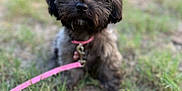 Lucy joined the competition — help win amazing prizes! puppy, dog, grass, outdoor, pet, collar, leash, cute, animal, young, fur, small, brown, nature, field, sitting, portrait, daylight, closeup, adorable