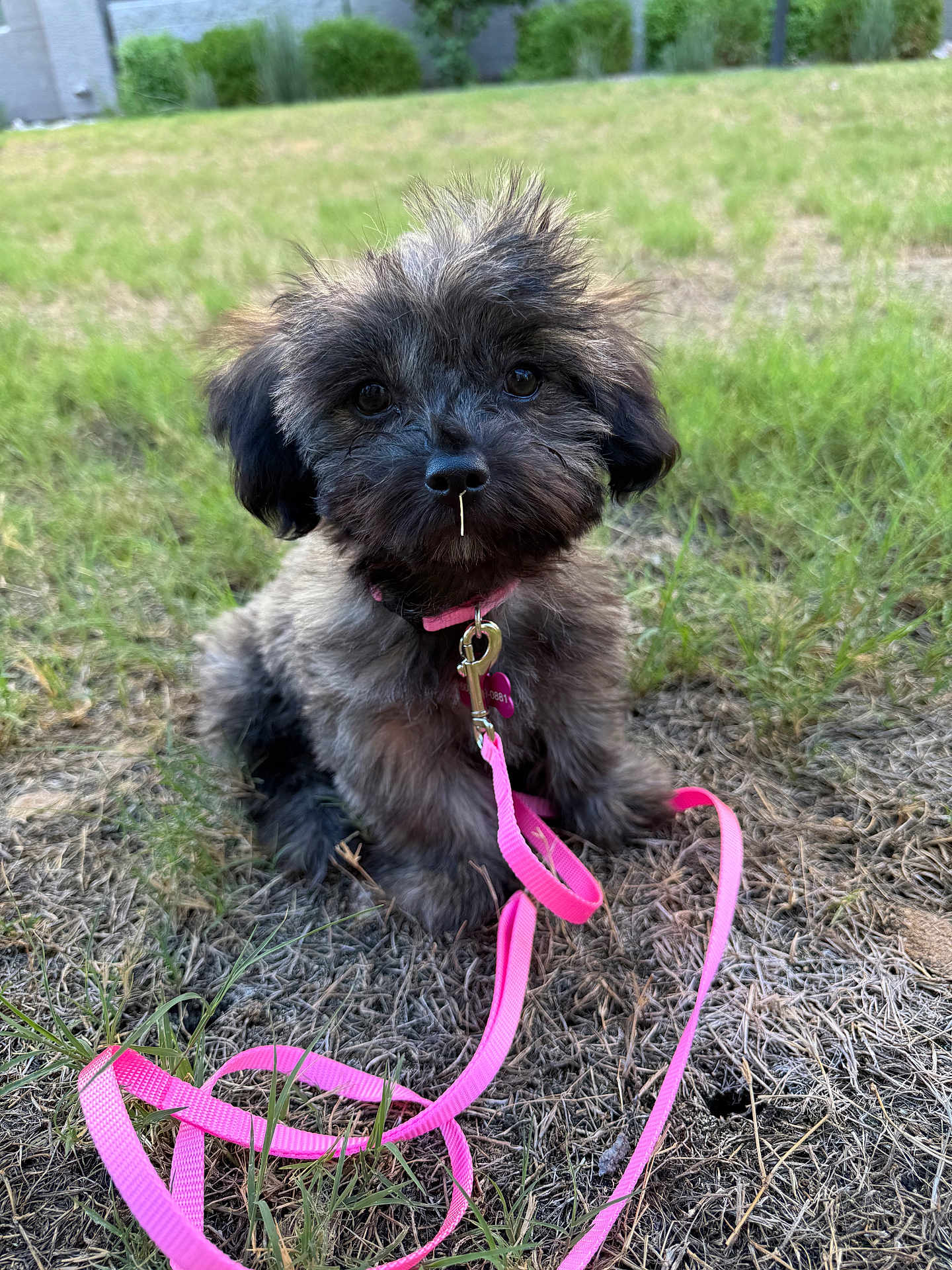 Lucy joined the competition — help win amazing prizes! puppy, dog, grass, leash, pink_leash, outdoor, pet, cute, fluffy, animal, young_dog, collar, nature, fur, small_dog, sitting, adorable, playful, nose, eyes