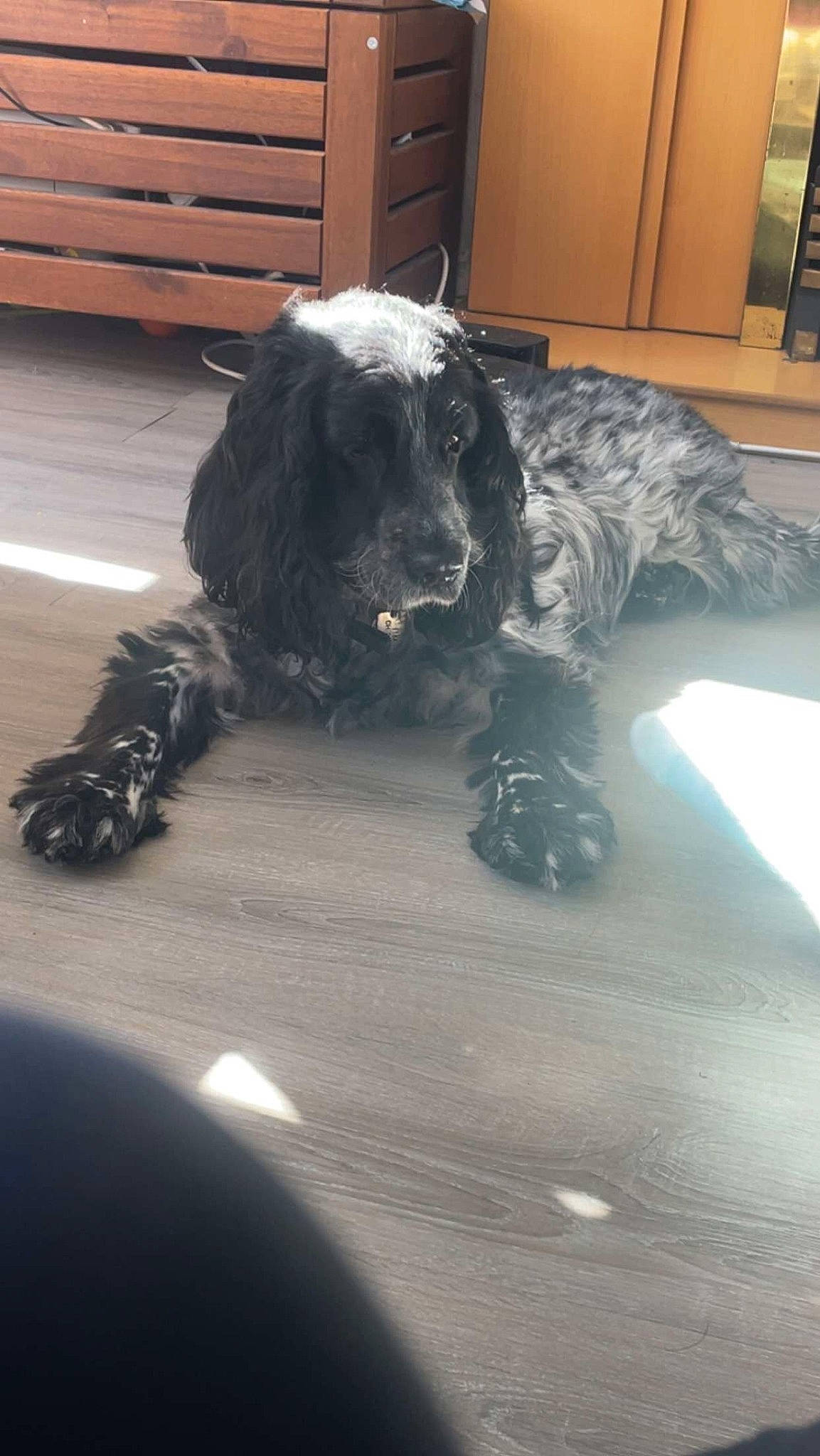 Masie is registered to the contest to win money with this photo: automotive_tire, cabinetry, carnivore, companion_dog, dog, dog_breed, door, floor, flooring, fur, guard_dog, hardwood, military_camouflage, snout, spaniel, sporting_group, tail, wood, working_animal, working_dog