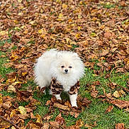 Fendi a rejoint le concours — aidez-le/la à gagner de superbes lots ! dog, pomeranian, white_dog, small_dog, pet, animal, autumn, fall_leaves, leaves, grass, outdoor, nature, cute, fur, sweater, leopard_print, walking, seasonal, adorable, canine