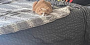 Max is registered to the contest to win money with this photo: cat, orange_cat, loaf, bed, blanket, pillow, rainbow_pillow, comforter, bedroom, indoor, pet, fur, resting, cozy, slippers, carpet, wall_flag, home, nap, portrait