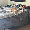 bed, bedroom, blanket, carpet, cat, comforter, cozy, fur, home, indoor, loaf, nap, orange_cat, pet, pillow, portrait, rainbow_pillow, resting, slippers, wall_flag