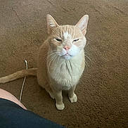 Max is registered to the contest to win money with this photo: cat, cream_tabby, pet, indoor, carpet, whiskers, tail, cardboard_box, cable, sitting, portrait, closeup, squinting, paws, ears, fur, domestic_animal, gaze, cozy, cute