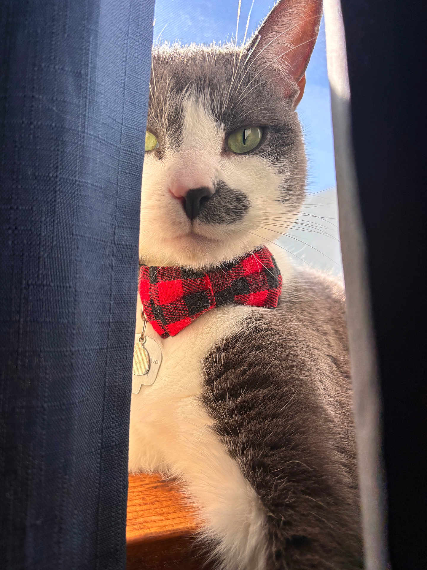 Warrior joined the competition — help win amazing prizes! cat, feline, pet, whiskers, green_eyes, gray_and_white_fur, bandana, red_plaid, collar_tag, close_up, portrait, window_sill, blue_curtain, sunlight, indoor, nose, curious, muzzle, wooden_sill, cozy