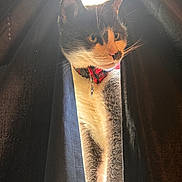 Warrior joined the competition — help win amazing prizes! cat, feline, pet, whiskers, curtains, sunlight, backlight, collar, tag, ears, paws, fur, window, indoor, portrait, closeup, dramatic_lighting, looking_away, gray_and_white, sitting