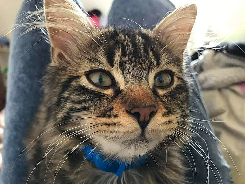 Dadou a rejoint le concours — aidez-le/la à gagner de superbes lots ! american_shorthair, asian, carnivore, cat, close_up, domestic_short_haired_cat, dragon_li, european_shorthair, felidae, fur, kitten, mammal, nose, pixie_bob, small_to_medium_sized_cats, snout, tabby_cat, toyger, vertebrate, whiskers