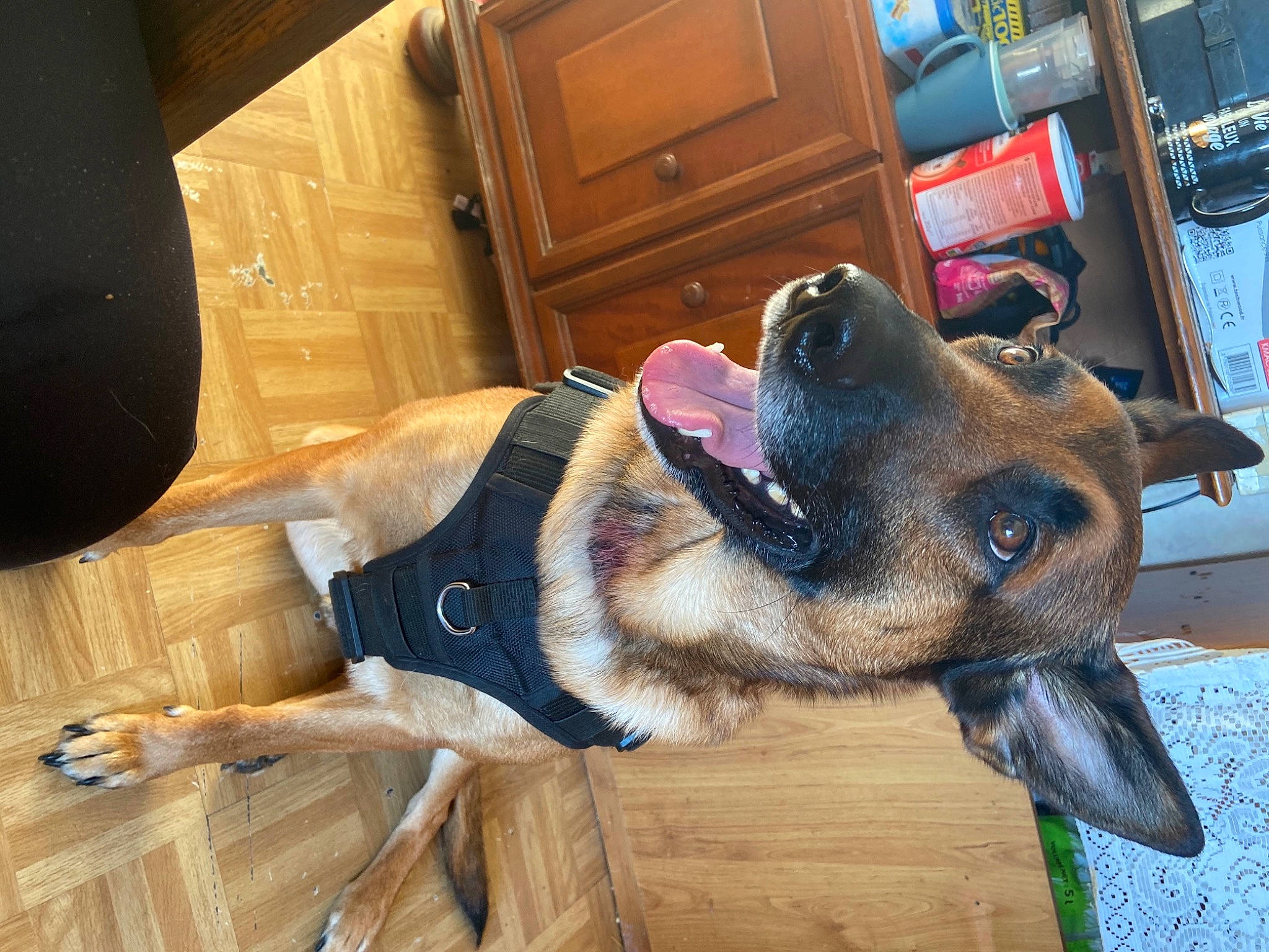 Nelson participe au concours pour gagner de l'argent avec cette photo : biting, cabinetry, canidae, carnivore, collar, companion_dog, dog, dog_breed, ear, fawn, flooring, fur, hardwood, jaw, shelf, snout, sporting_group, varnish, wood, working_animal