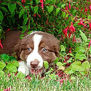 Nala participe au concours pour gagner de l'argent avec cette photo : animal, blue_eyes, brown_and_white, close_up, cute, dog, flowers, fur, grass, greenery, leafy, nature, outdoor, pet, plants, playful, puppy, red_flowers, snout, young_dog