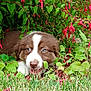 animal, blue_eyes, brown_and_white, close_up, cute, dog, flowers, fur, grass, greenery, leafy, nature, outdoor, pet, plants, playful, puppy, red_flowers, snout, young_dog