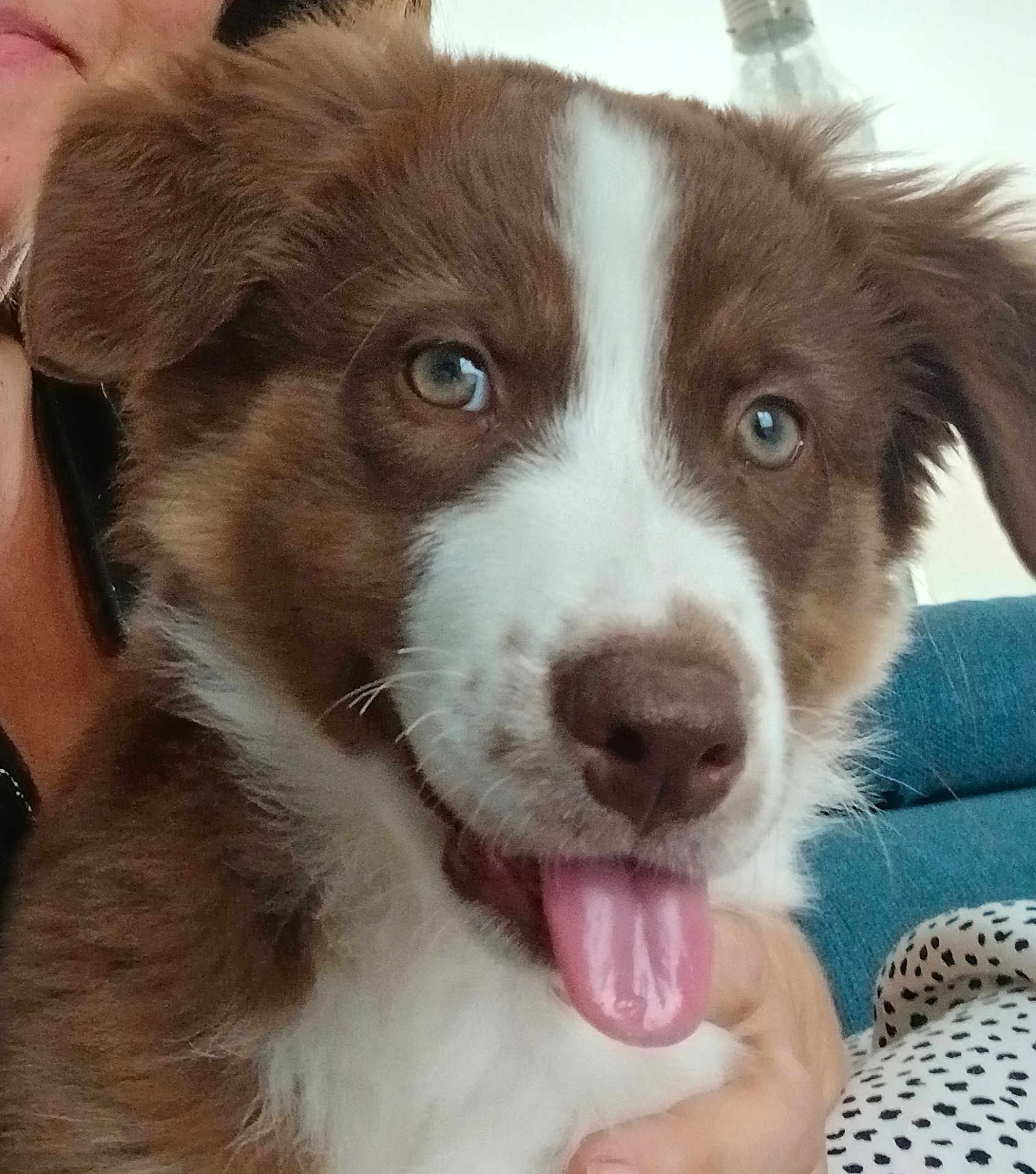 Nala