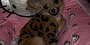 Nala joined the competition — help win amazing prizes! dog, small_dog, puppy, leopard_print, sweater, pink, hello_kitty, plush_chair, cute, pet, indoor, cozy, fur, ears, animal, resting, looking, comfortable, adorable, home