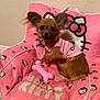 Nala is registered to the contest to win money with this photo: dog, small_dog, puppy, pink, hello_kitty, plush_chair, toy, bone_toy, pet_clothing, indoor, wall, floor, cute, furry, sitting, pet, ears, collar, furniture, cozy