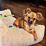 Nala joined the competition — help win amazing prizes! dog, puppy, small_dog, dog_bed, toy, wooden_floor, living_room, couch, plush, pet, collar, indoor, furniture, cute, relaxed, ears, fur, brown, pet_accessory, home