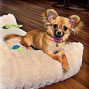 Nala joined the competition — help win amazing prizes! dog, small_dog, puppy, pet_bed, fluffy_bed, indoors, wooden_floor, couch, living_room, collar, pink_collar, toy, cute, ears, fur, pet, animal, relaxed, looking_at_camera, cozy