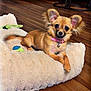 dog, small_dog, puppy, pet_bed, fluffy_bed, indoors, wooden_floor, couch, living_room, collar, pink_collar, toy, cute, ears, fur, pet, animal, relaxed, looking_at_camera, cozy