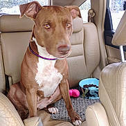 Sassy joined the competition — help win amazing prizes! animal, backseat, brown, canine, car, collar, companion, cute, dog, domestic, food_bowl, indoor, leather, mammal, pet, seat, toy, vehicle, waiting, white