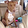 animal, backseat, brown, canine, car, collar, companion, cute, dog, domestic, food_bowl, indoor, leather, mammal, pet, seat, toy, vehicle, waiting, white