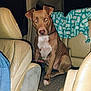 animal, backseat, blanket, brown_dog, canine, car_interior, collar, dog, domestic_animal, flash_reflection, floor_mat, indoor, leather_seat, looking, mammal, night, pet, seat, sitting, vehicle