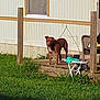 dog, brown_dog, porch, wooden_porch, mobile_home, grass, outdoor, pet, animal, sunlight, window, chair, table, greenery, residential, daytime, fence_post, yard, canine, standing
