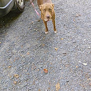 Sassy is registered to the contest to win money with this photo: dog, brown_dog, leash, gravel, outdoor, car_tire, person, feet, legs, walking, pet, animal, canine, ground, nature, daylight, casual, looking, white_patch, parked_car