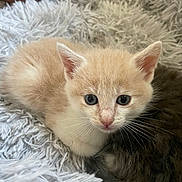 Spike participe au concours pour gagner de l'argent avec cette photo : kitten, cat, pet, animal, furry, cute, soft, blanket, resting, young, whiskers, ears, closeup, indoor, cozy, curious, small, companion, fur, domestic