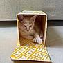Spike participe au concours pour gagner de l'argent avec cette photo : cat, kitten, cardboard_box, yellow, floor, indoor, pet, cute, relaxed, animal, feline, small, cozy, resting, whiskers, paws, ears, light_brown, white, text