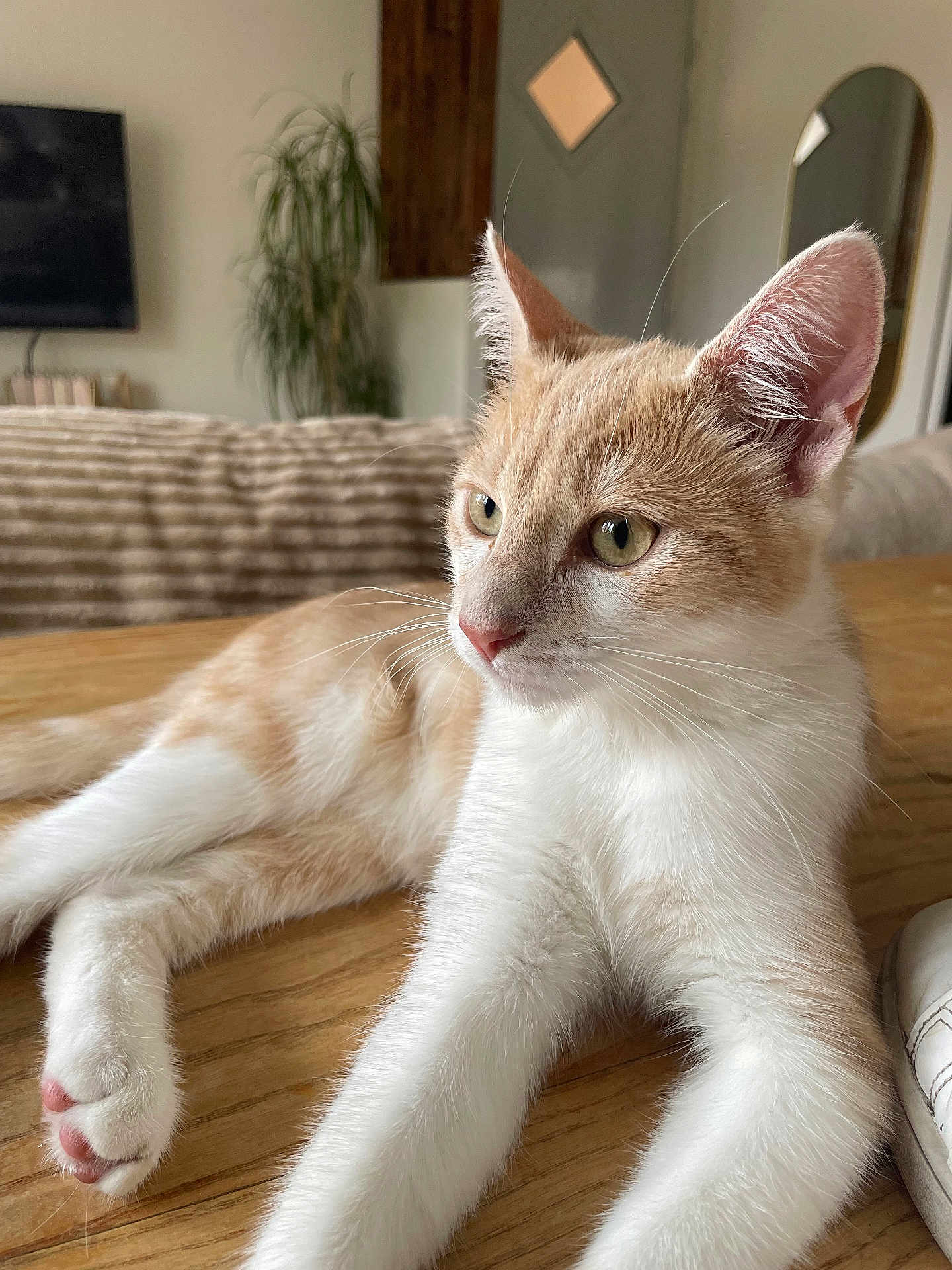 Spike a rejoint le concours — aidez-le/la à gagner de superbes lots ! cat, cream_color, white_fur, wooden_table, indoor, plant, mirror, couch, furniture, pet, relaxed, animal, whiskers, ears, paws, side_view, domestic_cat, living_room, curious, soft_fur
