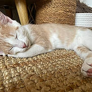 Willow participe au concours pour gagner de l'argent avec cette photo : kitten, cat, sleeping, paw, closeup, feline, indoors, resting, cute, pet, fur, whiskers, pink_nose, cozy, woven_mat, scratching_post, relaxed, animal, small, nap